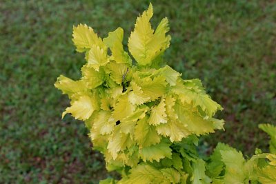 Ulmus minor 'Wredei'- jilm habrolistý - jarní listy